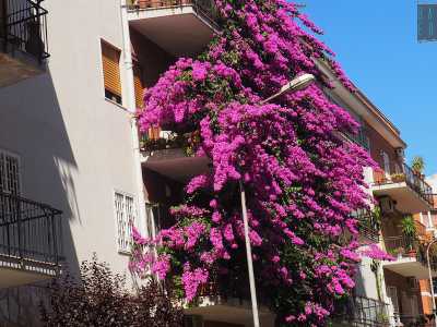 Bari, quella bouganville viola alta 4 piani